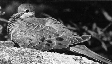Mourning Dove