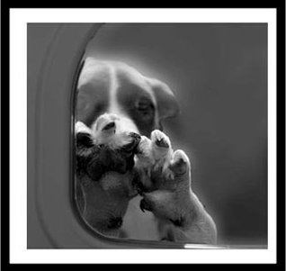 Dog in Gas Chamber